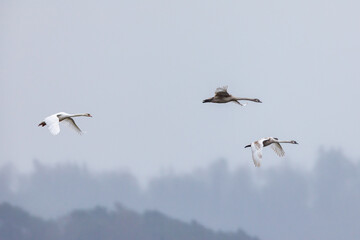 Mute swans in the air