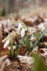 Galanthus nivalis In the forest in the wild in spring snowdrops bloom. Selective focus