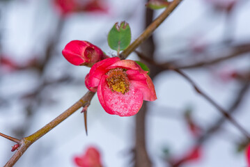 Flowers in the snow. Early spring