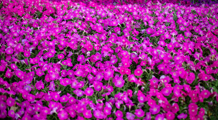 Fototapeta premium Photo of petunia flower field