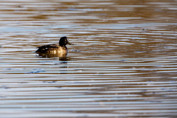 A tufted duck on a pond