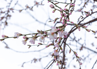 Flowers in the snow. Early spring