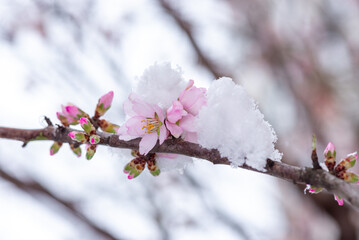 Flowers in the snow. Early spring