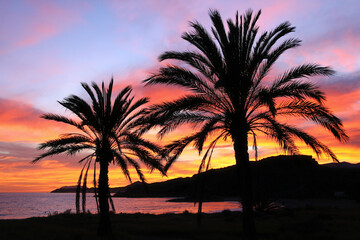 Coucher de soleil sur des palmiers au bord de la mer