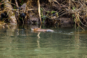 A Muskrat in a river