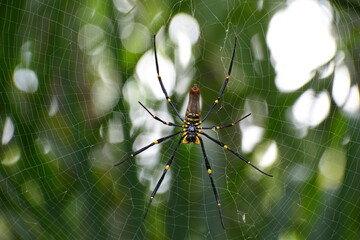 Australian Golden Orb Spider constructing its web