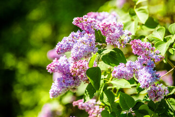 Pink lilac blooms in the Botanical garden
