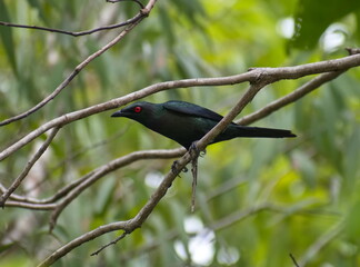 Australian Metallic Starling perched on a branch in the forest