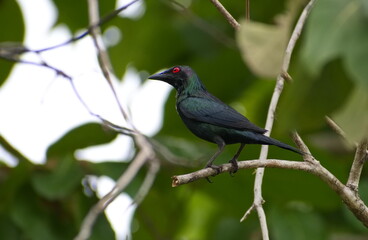 Australian Metallic Starling perched on a branch in the forest