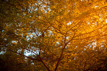 autumn leaves in the forest
