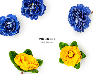 Yellow and blue primrose flowers creative layout.