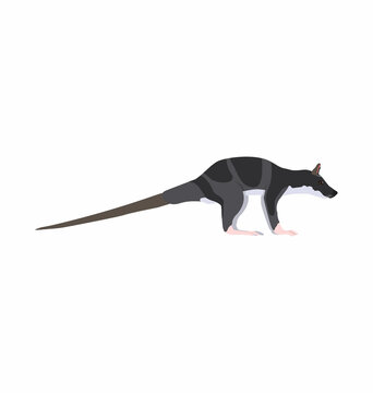 Water Opossum Seen In Side View - Flat Style Vector