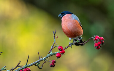 Bullfinch