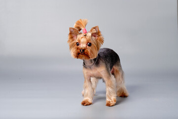 Yorkshire terrier stands and looks at the camera