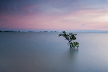Tree in the sea at sunset or sunrise time
