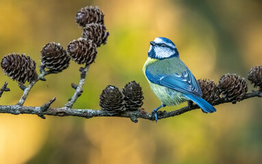 Blue tit