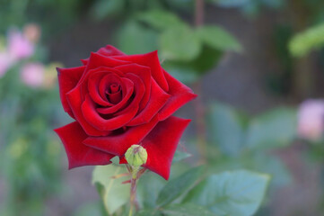 red rose in garden