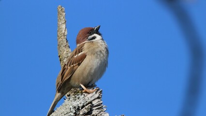 Eurasian tree sparrow singing
