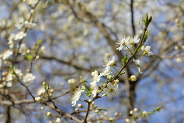 cherry tree branch with blooming flowers close-up. spring in the fruit garden