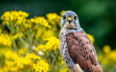 Male kestrel
