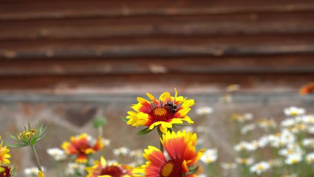 Garden perennial Gaillardia flowers with a bee that pollinate the flower. On a flower bed near the house on a sunny day. High quality 4k footage