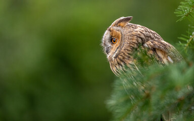 Horned owl gazing