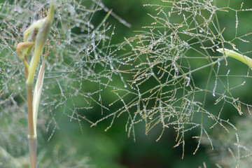 spider web with dew drops