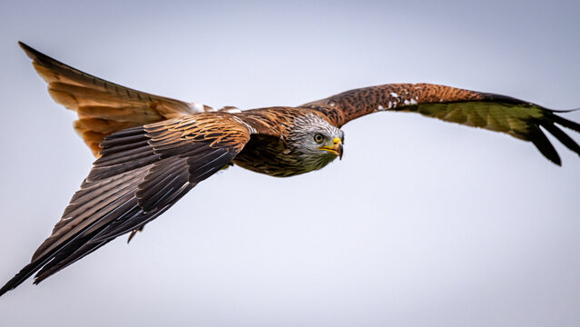 Red kite in flight