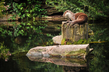 otter lying on a tree trunk in the river, there are rocks and you can see the reflections in the...