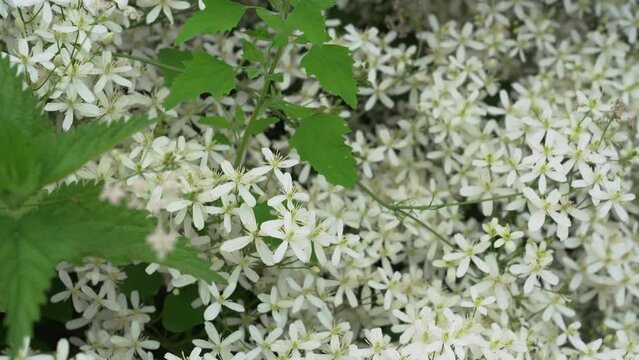 Small white fragrant flowers of clematis erect or clematis flammula in the summer garden close-up. Floral natural background. High quality 4k footage