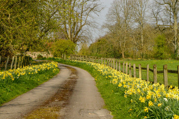 Fototapeta na wymiar Daffodils in Spring