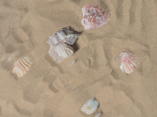 Fototapeta na wymiar Sea shells underwater. sea composition background