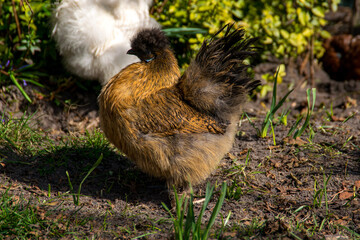 duck in the grass