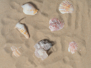 Sea shells underwater. sea composition background