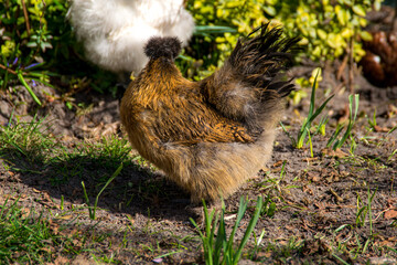 chicken in the grass