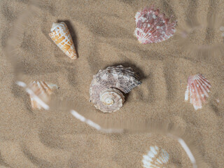 Sea shells underwater. sea composition background