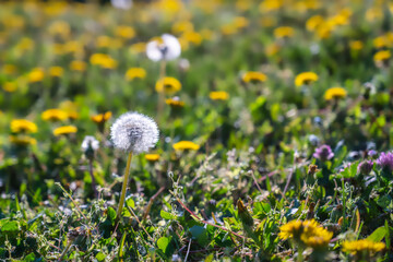 Field with yellow dandelions and full bloom dandelions in spring season