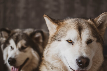 Obraz premium Two happy Malamutes at home. Adorable dog siblings with smiling faces, bright and loveing brown eyes and friendship. Selective focus on the details, blurred background.