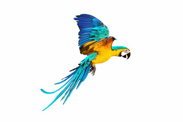 Side of macaw parrot flying isolated on white. © Passakorn