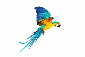 Foto auf Acrylglas Side of macaw parrot flying isolated on white. © Passakorn