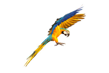 Side of macaw parrot flying isolated on white.