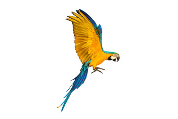 Side of macaw parrot flying isolated on white.