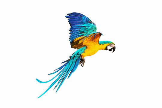 Side of macaw parrot flying isolated on white.