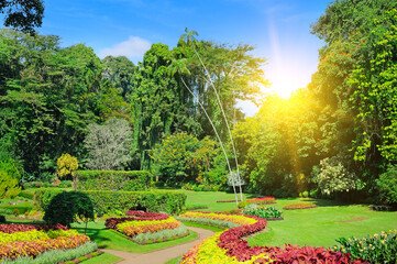 Royal Botanical garden Peradeniya. Sri Lanka