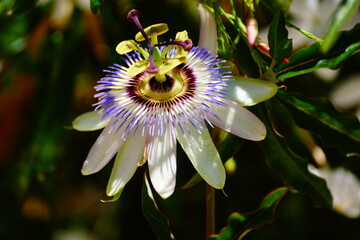 Passiflora flower