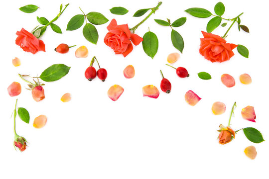 Rose flowers and petals isolated on white. Pattern for postcards. Free space for text.