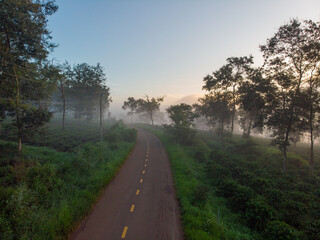 The road leading to the tea hill in the morning dew