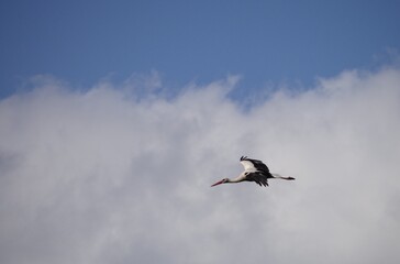 stork in the sky