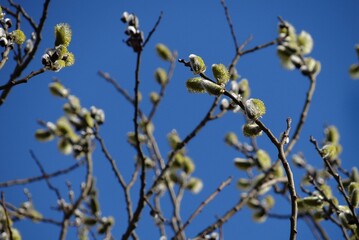 Easter nature