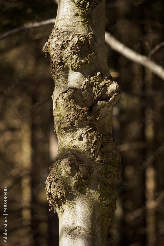 Canvas Prints deformation on the trunk of a beech tree.